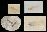 Lot: Green River Fossil Fish - Pieces #119744-1